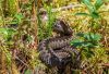 A European adder (Vipera berus) camouflaged in a forest environment, showcasing its natural habitat.