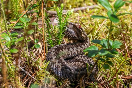 A European adder (Vipera berus) camouflaged in a forest environment, showcasing its natural habitat.
