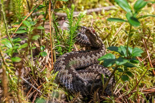 A European adder (Vipera berus) camouflaged in a forest environment, showcasing its natural habitat.